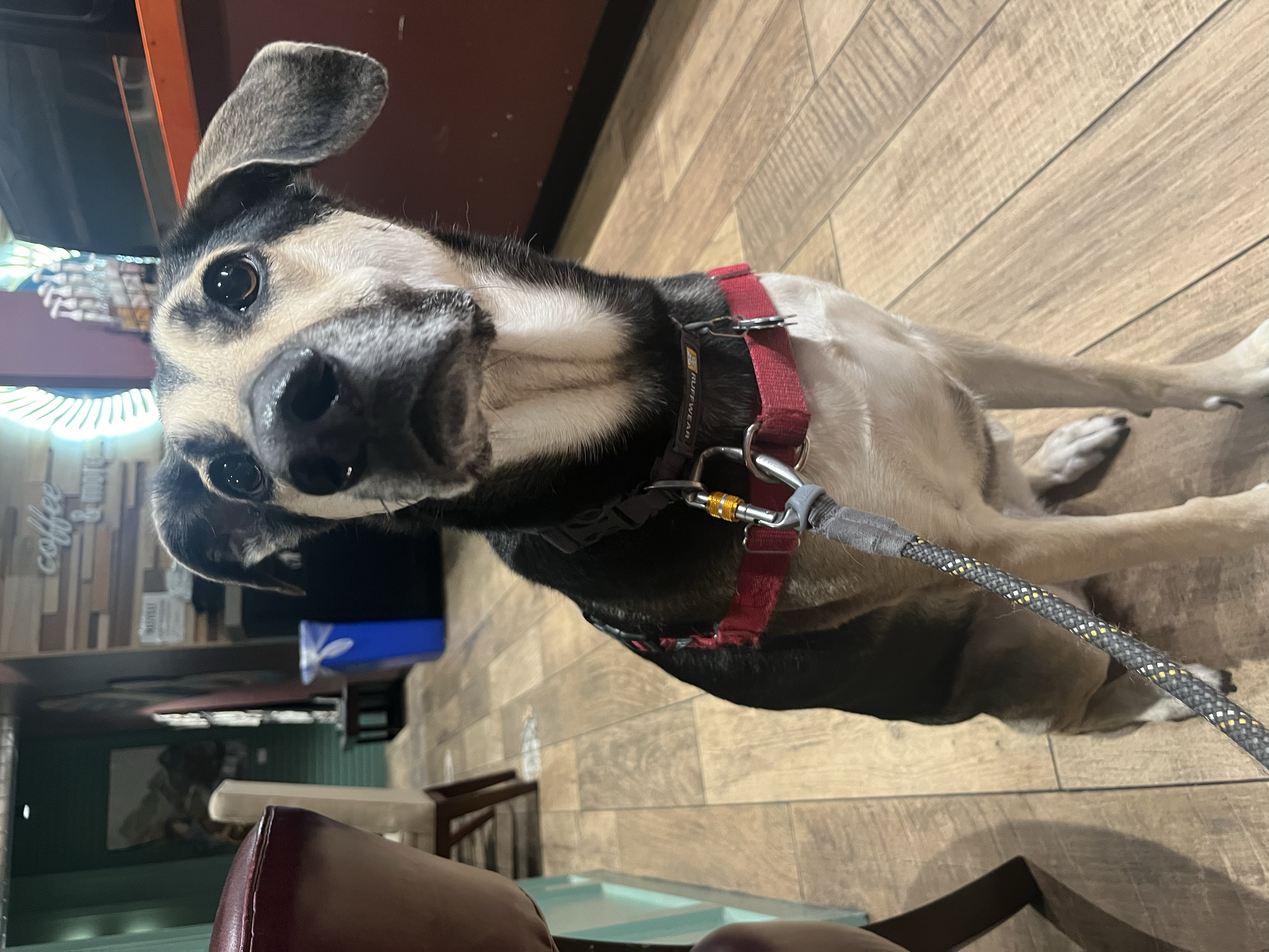 Evee in a coffee shop